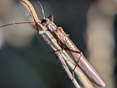 Leuctridae