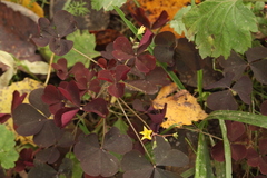 Oxalis stricta rufa