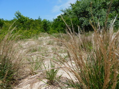 Schizachyrium littorale