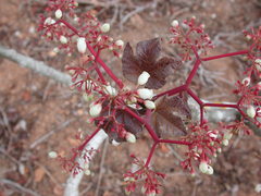Jatropha chamelensis