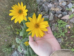 Helianthus tuberosus