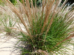 Schizachyrium littorale