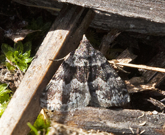 Dichromodes ainaria