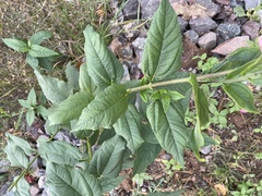 Helianthus tuberosus