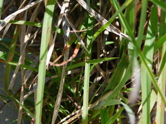 Schizachyrium littorale