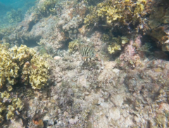 Goniistius rubrolabiatus