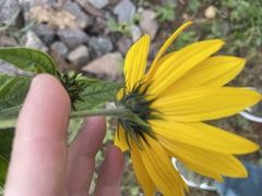Helianthus tuberosus