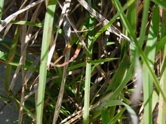 Schizachyrium littorale