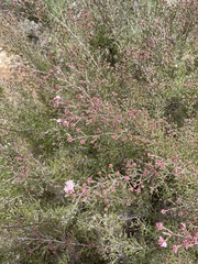 Kunzea parvifolia