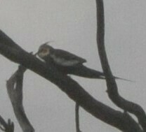 Nymphicus hollandicus