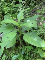 Critonia quadrangularis