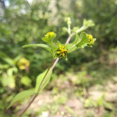 Melampodium longifolium