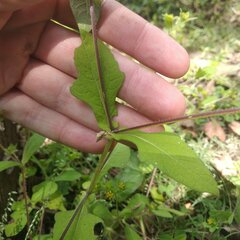 Melampodium longifolium