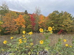 Helianthus tuberosus