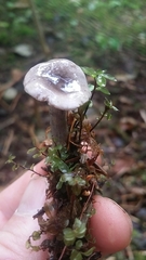 Lactarius pseudomucidus