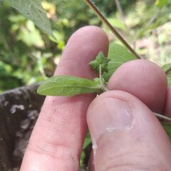Melampodium longifolium