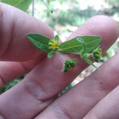 Melampodium longifolium