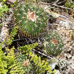 Echinofossulocactus dichroacanthus