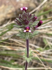 Parentucellia latifolia