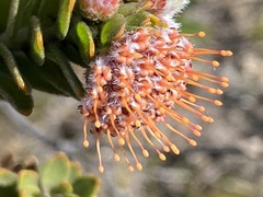 Leucospermum truncatulum