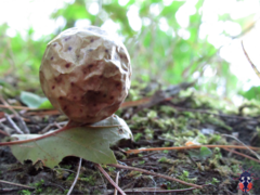 Amphibolips quercusinanis