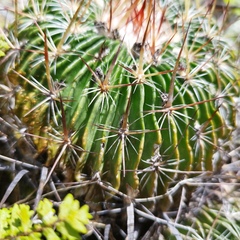 Echinofossulocactus dichroacanthus
