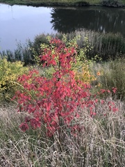 Acer ginnala