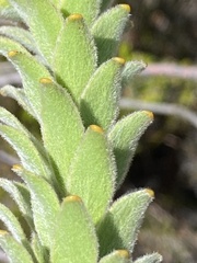 Leucospermum truncatulum