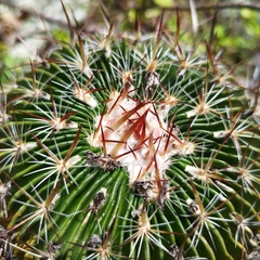 Echinofossulocactus dichroacanthus