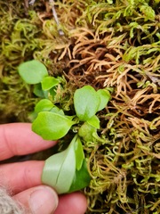 Brachyglottis kirkii