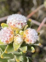 Leucospermum truncatulum