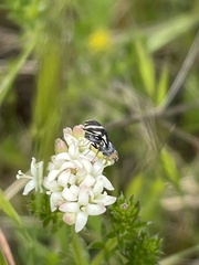 Quasicooronga connecta