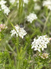 Quasicooronga connecta