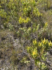 Leucospermum truncatulum