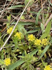 Triptilodiscus pygmaeus