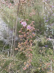 Kunzea parvifolia
