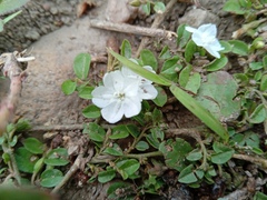 Evolvulus nummularius