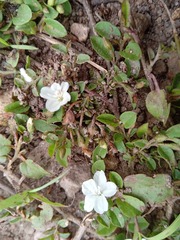 Evolvulus nummularius