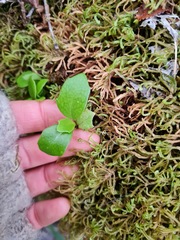 Brachyglottis kirkii