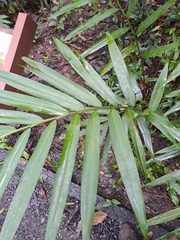 Ptychosperma macarthurii