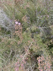 Kunzea parvifolia