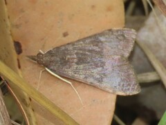 Uresiphita