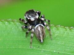 Maratus scutulatus