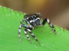 Maratus scutulatus