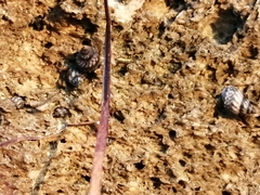 Littorininae