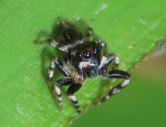 Maratus scutulatus