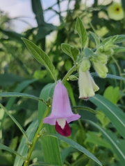 Sesamum indicum