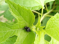 Wagneriana
