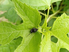 Wagneriana
