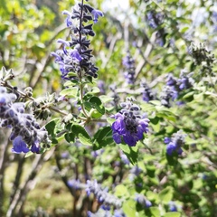 Salvia keerlii